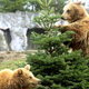 Two brown bears in Germany showing their Alaskan pals how to live in harmony.